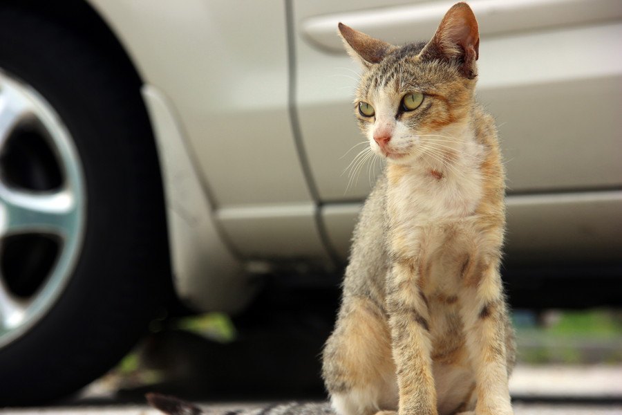 コンビニの駐車場にいる猫にしてはいけないこと３つ