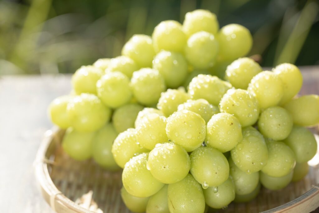 【獣医師監修】猫がマスカットを食べるのは絶対NG！危険な理由と中毒症状、誤食時の対処法まで徹底解説