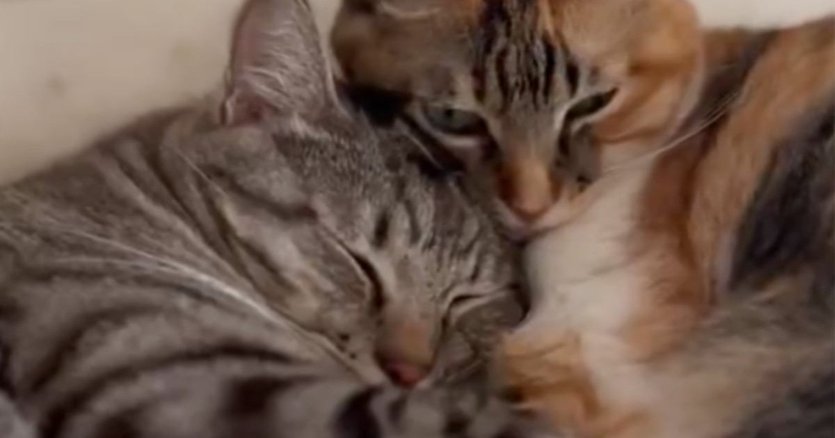 『一緒に寝ていた2匹の猫』を撮っていると…涙が出るほど尊い瞬間に５万いいね「呼吸困難になりそうだった」「永遠に見ていたい」と悶絶の声