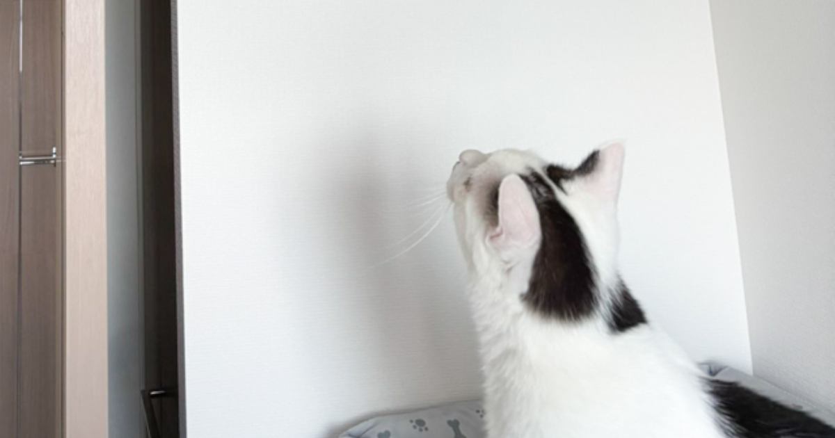 白黒猫が見上げる先には……同居猫が披露した『驚きの行動』に「すごいバランス感覚」「心配そうに見ているの可愛いｗ」と話題に