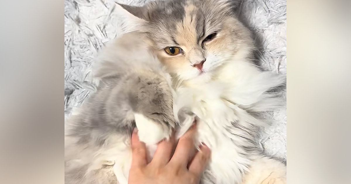 お腹は撫でさせてくれる猫…頭に手を伸ばした瞬間の『まさかの仕草』に癒されると反響「拒否の仕方が可愛すぎるｗ」「珍しいｗ」