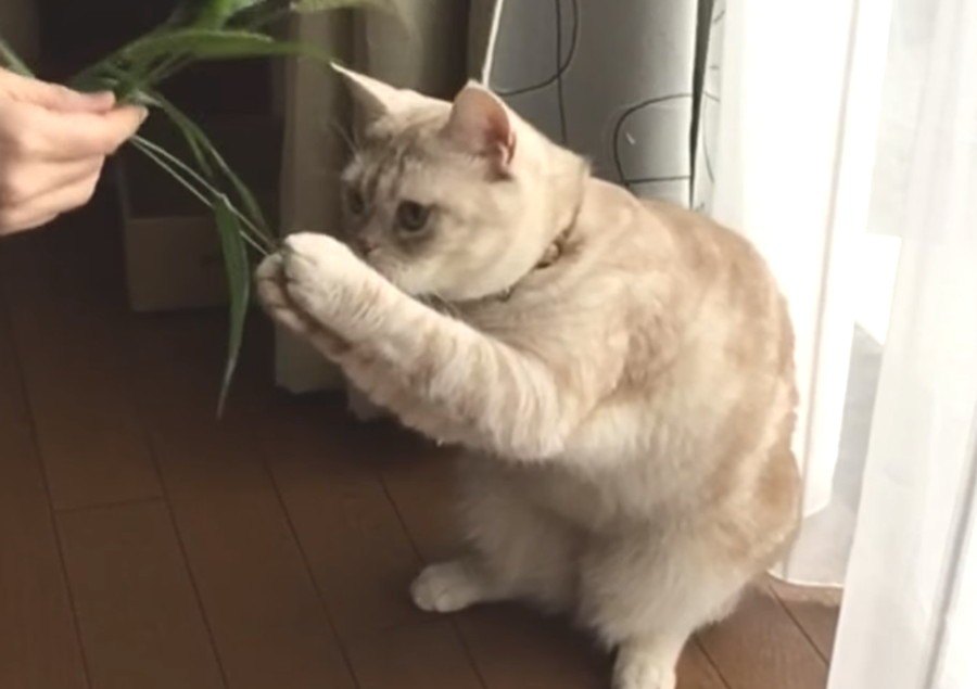 天然猫じゃらし♪エノコログサでニャンズと遊ぼう！