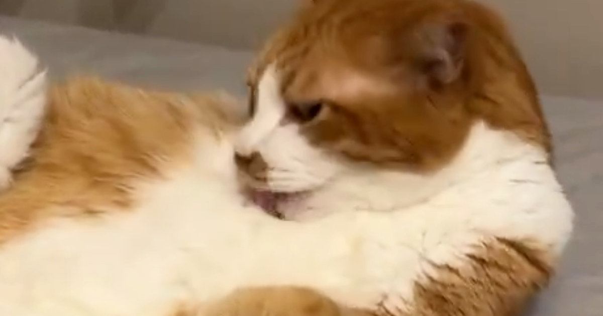 忙しなく毛繕いをしていた猫→ゴロンと寝転がったと思ったら、次の瞬間『まさかの光景』に８万いいね「チャムチャムがまた良い」「羨ましいｗ」