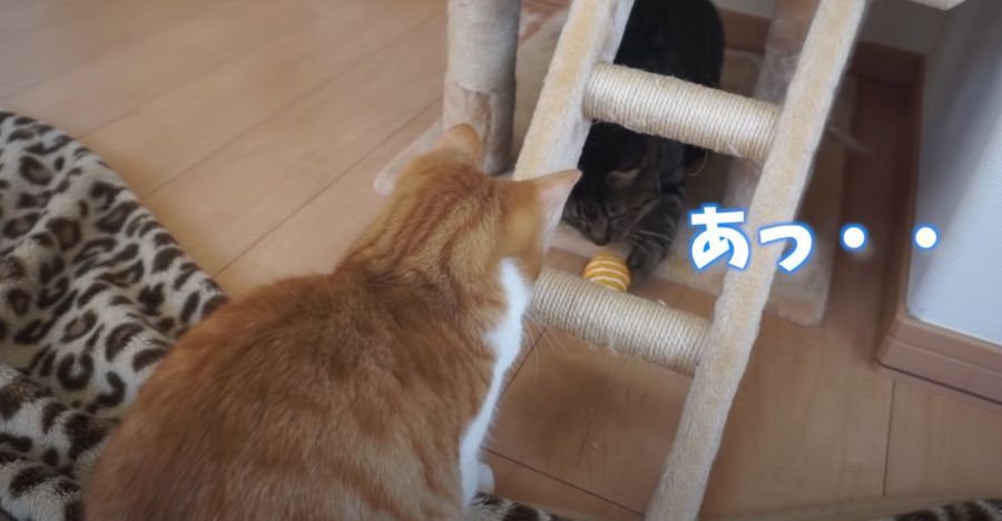 おもちゃの誘惑に負けてちょっぴり気まずい猫ちゃん達