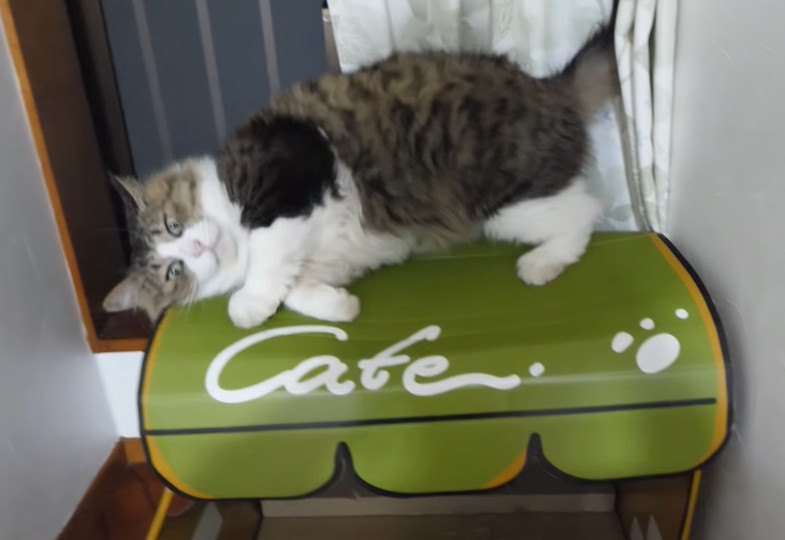 いつ壊れてもおかしくない！猫カフェの危機？！