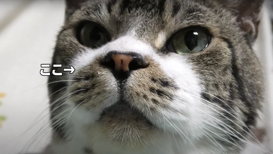 お鼻がムズムズ！猫ちゃんの可愛いくしゃみ二連発♪