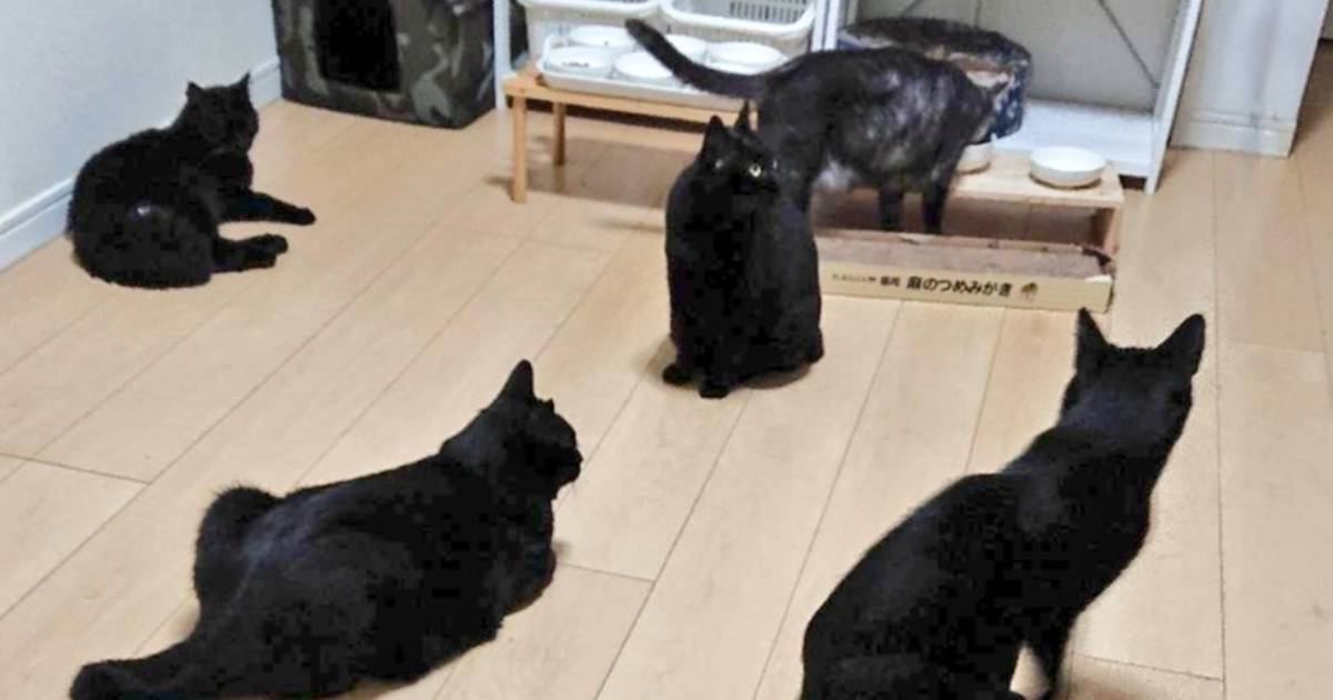 9匹の黒猫をブラッシング→抜け毛を集めると…完成した『まさかのモノ』に"大爆笑"207万表示「マジでガン見したｗ」「本物かとｗ」