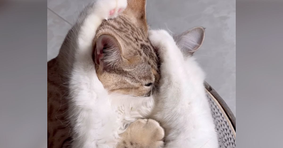 仲良くじゃれ合っていた2匹の猫→前足が"ちょうどいい位置"に伸びて…『予想外の表情』に「奇跡的な光景ｗ」「思わず吹き出した」と13万再生