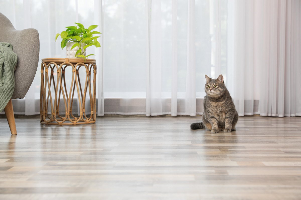 『猫を飼っている家』を訪問するときのマナー3つ　気遣うべき配慮や避けるべきNG行為まで