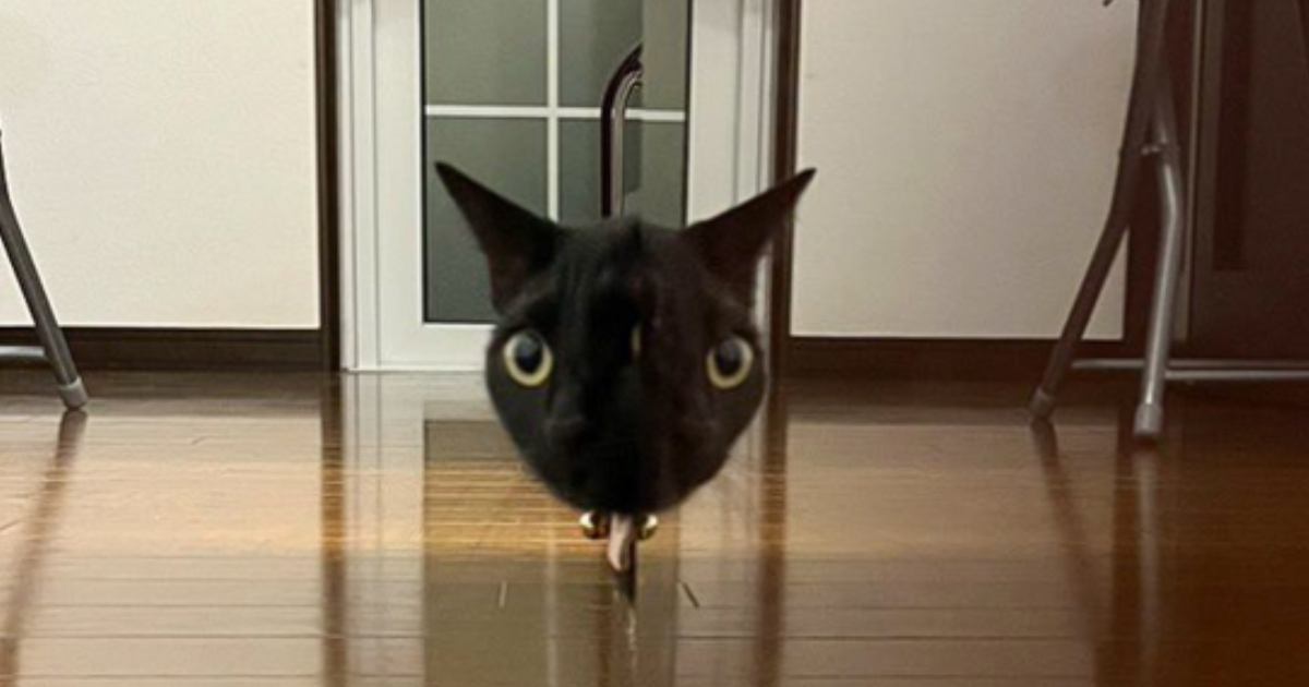 「夜中に見たら腰ぬかす」妹が撮影したものに写っていたのは……あまりにもホラーすぎる『猫の様子』に7万いいね「めちゃめちゃ怖い」