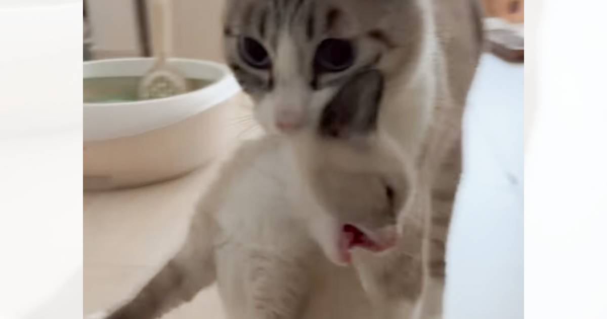 まだ遊びたいとグズる赤ちゃん猫を、ママ猫が…『続々と運ばれていく光景』が可愛すぎると1万4000いいね「あーたまらんｗ」「強制退去ｗ」