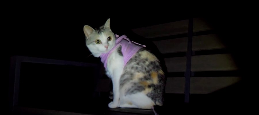 『夜なのに…』猫ちゃんのお散歩スイッチがオン！