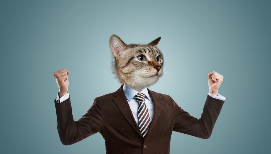 猫を飼ってる人なら共感するはず「猫CEO」がおもしろい！