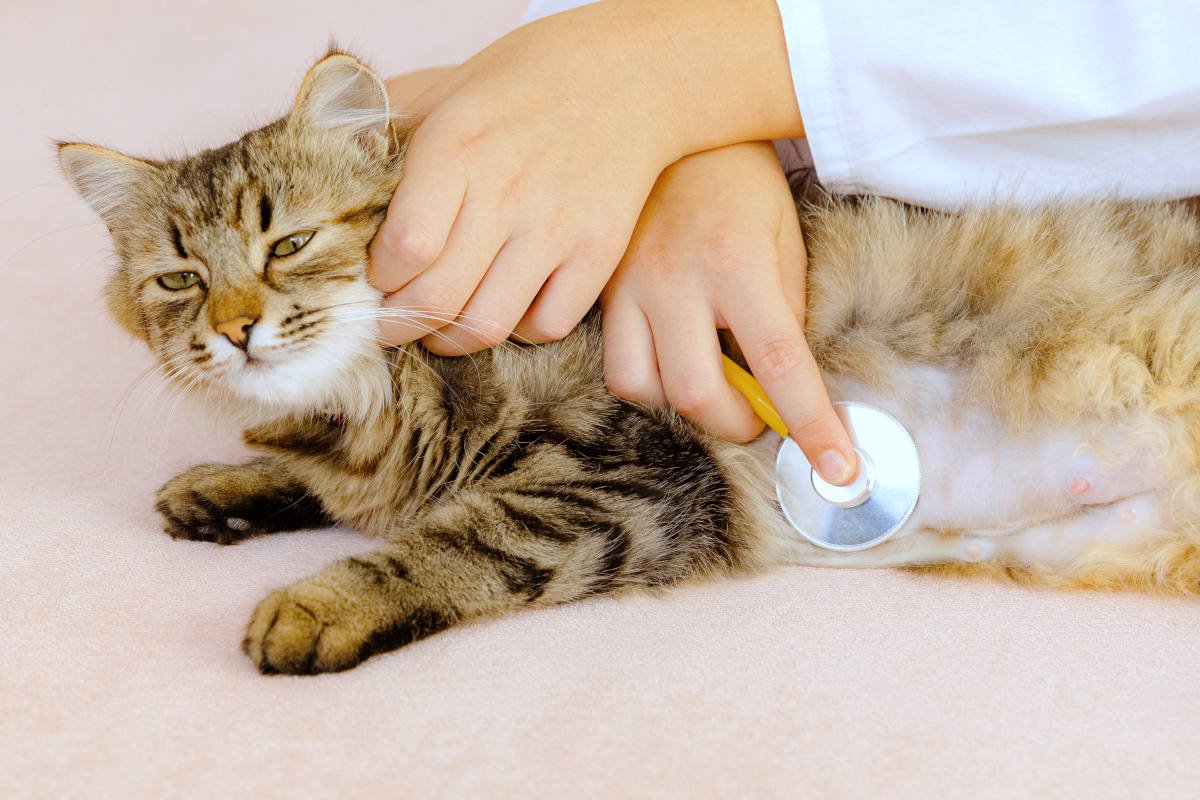 猫の『突然死』はなぜ起きてしまう？4つの恐ろしい原因　何か予兆はある？