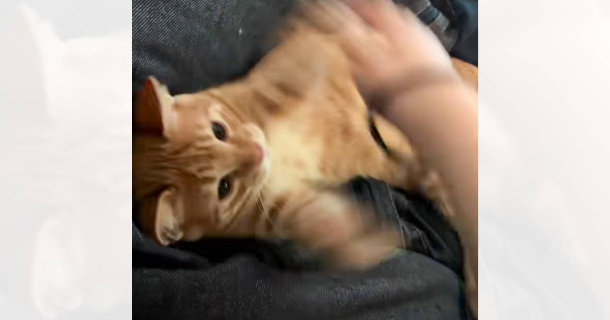 飼い主さんと元気よく遊んでいた子猫が、３秒後…思わず目を疑う『まさかの姿』が126万再生「想像以上で笑ったｗ」「手からなんか出てる？」