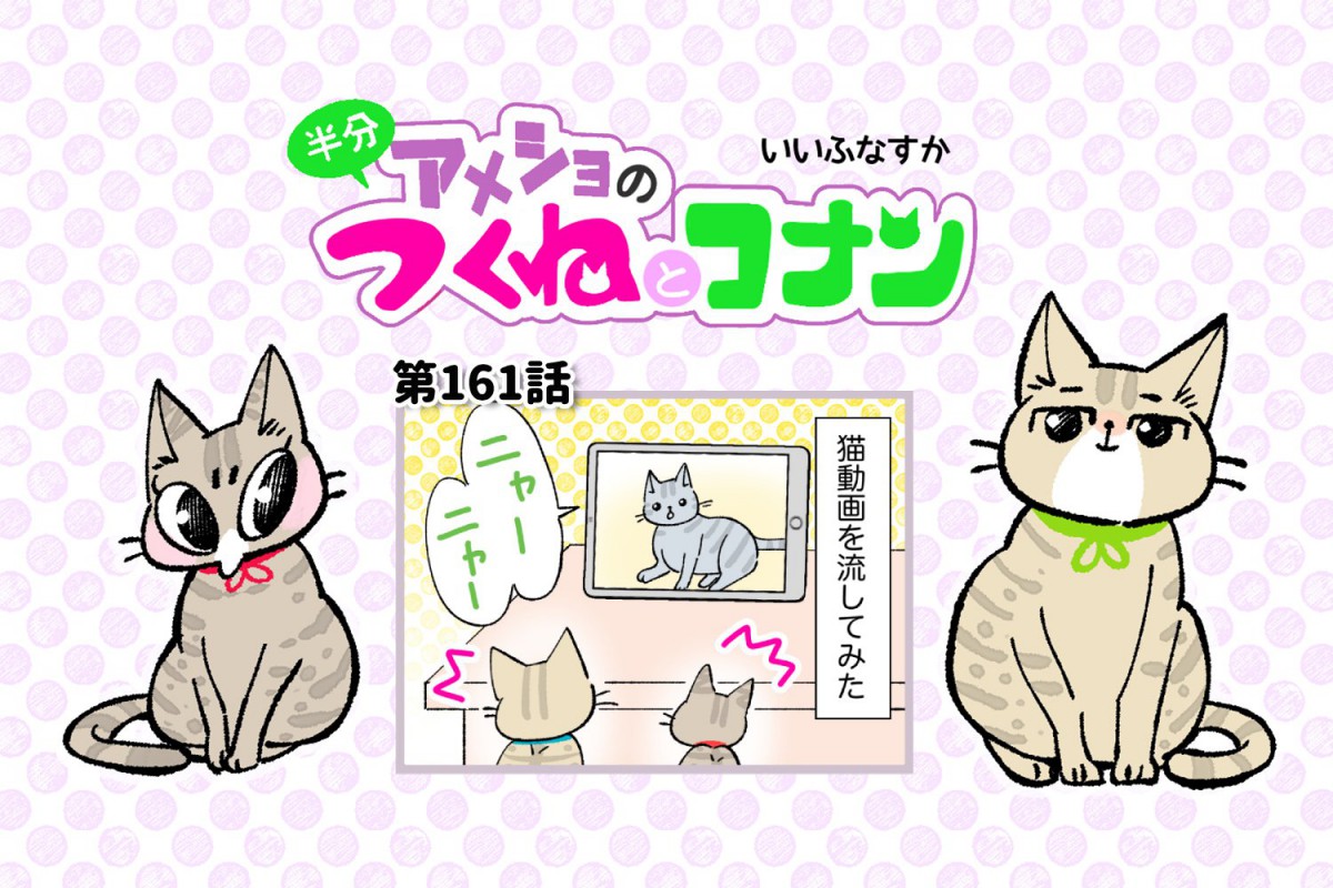 半分アメショのつくねとコナン【第161話】 「猫動画をみよう①」