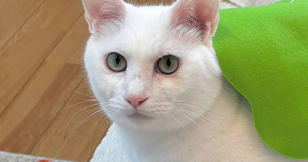 香箱座りでくつろぐ白猫に『緑の布』をかけてみると…ほっこりする光景に２万いいね「おいしそうｗ」「お茶を飲みながら愛でるｗ」