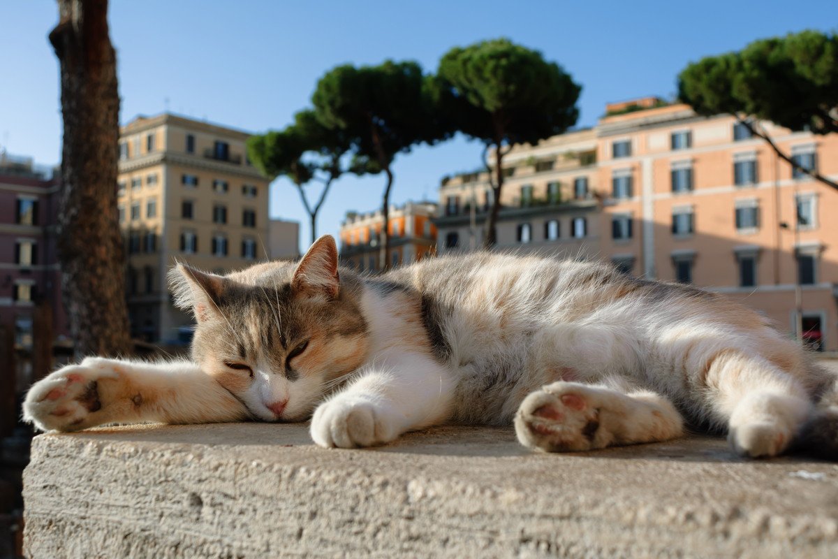 神殿暮らしの猫たち？！ローマ帝国の歴史的な遺跡は「猫たちのシェルター」イタリア