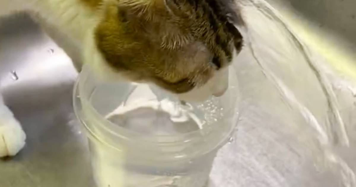 『蛇口の下で水を飲んでいる猫』を見てみたら…まるで滝行のような『笑撃の飲み方』が68万表示「撥水がすごいｗ」「結構な滝行で笑った」