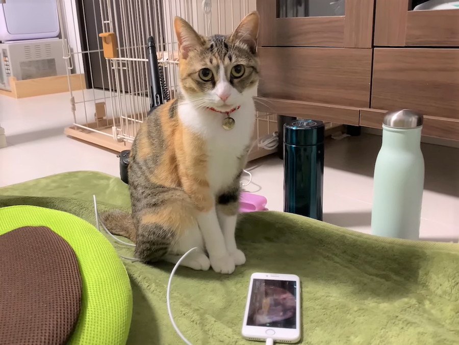 スマホを使いこなすスーパー猫ちゃん？！