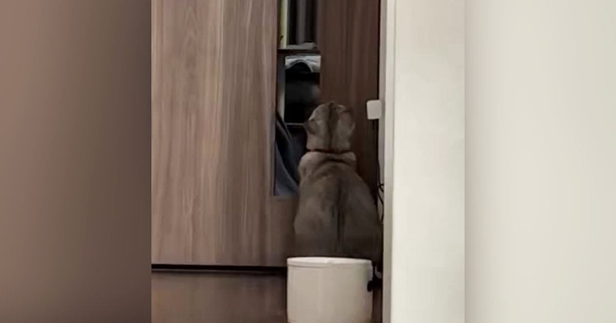 『ドアの前で座っていた猫』を後ろから見守っていると……驚きの行動と『まさかの展開』に１万いいね「天才か」「笑った」と話題