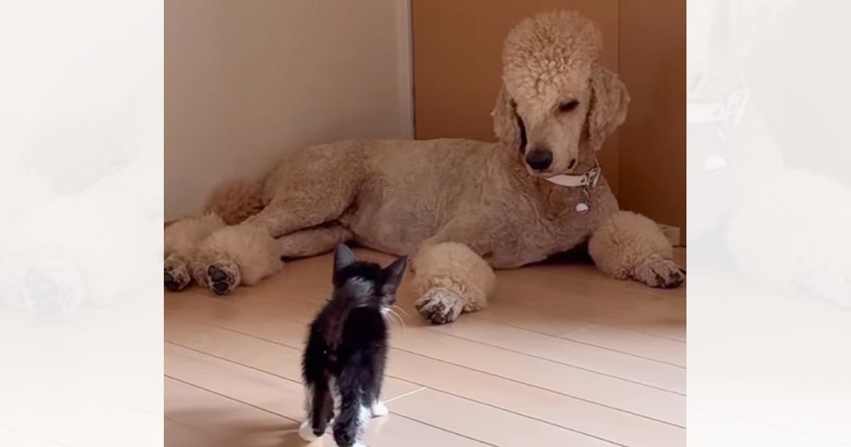『家の前で倒れていた子猫』を保護して6日目…優しい大型犬がとった行動に涙が止まらないと120万再生「愛を感じた」「なんて素敵なの」