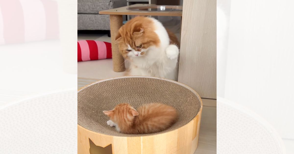 新入り子猫のもとにやって来た先輩猫が、次の瞬間…予想の斜め上を行く『まさかの行動』が459万再生「さすがに可愛すぎる」「心の葛藤がｗ」