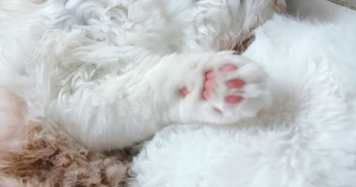 お昼寝中の猫を見たら→仰向けの状態で……あまりにも無防備すぎる『尊い寝姿』に２万いいね「すごい仰向けｗ」「ぬいぐるみみたい」と反響