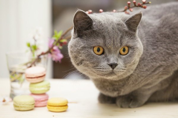 猫のスイーツ！お取り寄せもできるかわいいお菓子をご紹介！