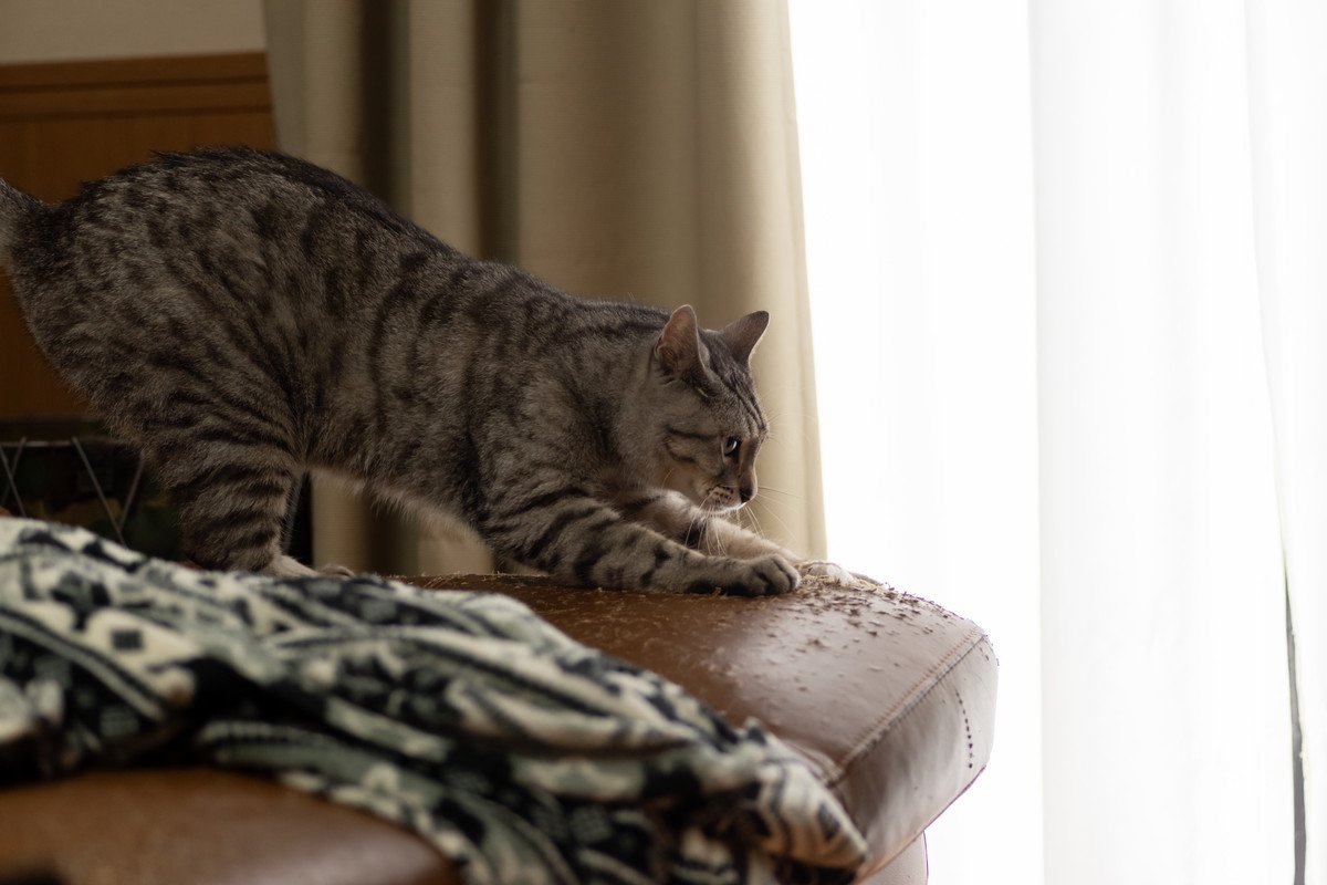 飼い主が愛猫に『やめてください』と願うこと5選　困った行動の理由や対策のコツも