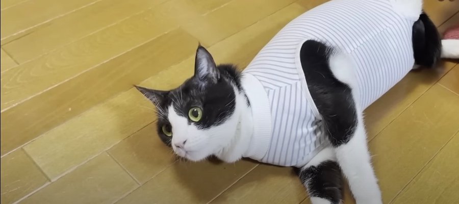 術後服がイヤすぎて…！？抗議の転がりが可愛すぎる猫ちゃん