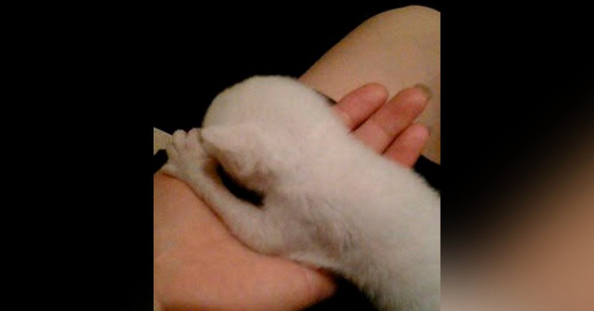 ビルと壁の間に取り残されていた『赤ちゃん猫』…保護から18年後の『現在の様子』に感動の声「なんて素敵な話」「ラッキーな猫ちゃん」