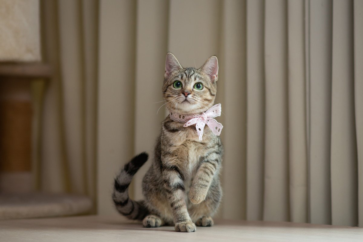 愛猫が心から『叶えてほしい』と思っている3つのこと　猫が抱いているささやかな願いとは？
