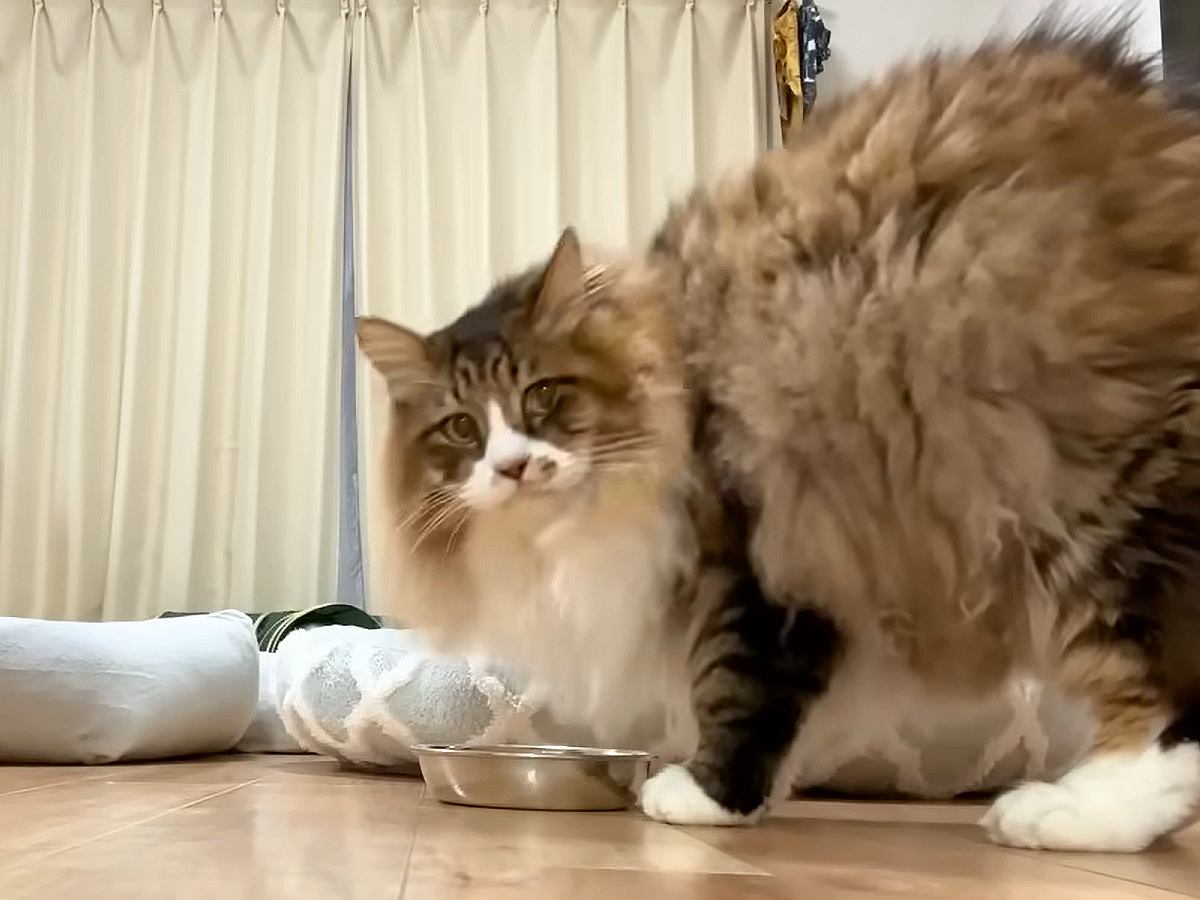 ご飯を食べているスキに猫の“おしりの毛”をカット→ぽんぽこ怒る『タヌキのような後ろ姿』に「ステップ可愛すぎ」「まったくもってカワユス」
