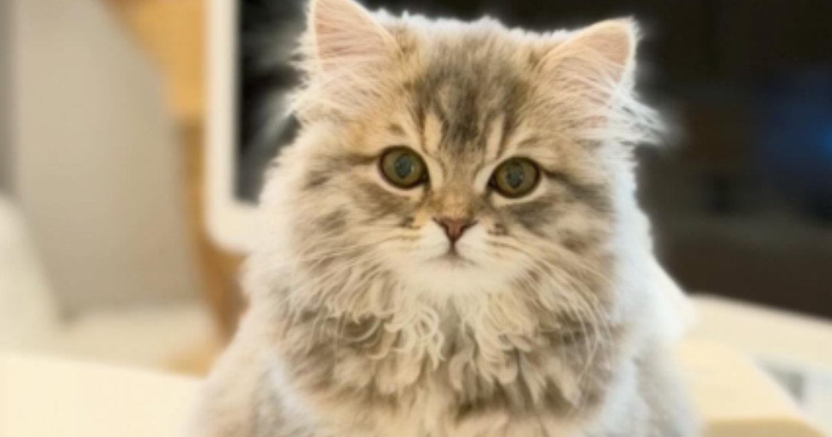 リビングに行くと、テーブルの上に座っていた猫→『お待ちしておりました感』が凄い瞬間に「もはや神々しいｗ」「めっちゃ可愛い」と２万いいね