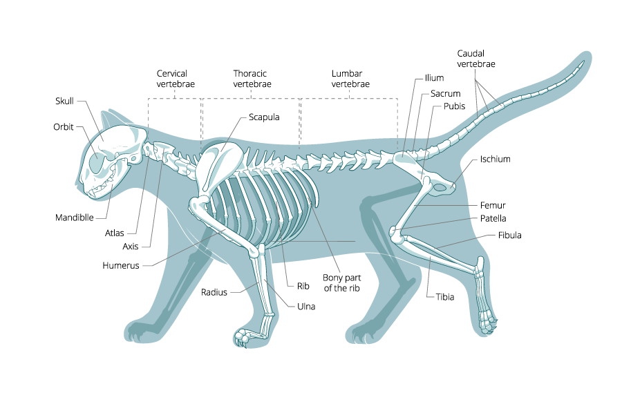 猫の骨格としなやかな動きの秘密