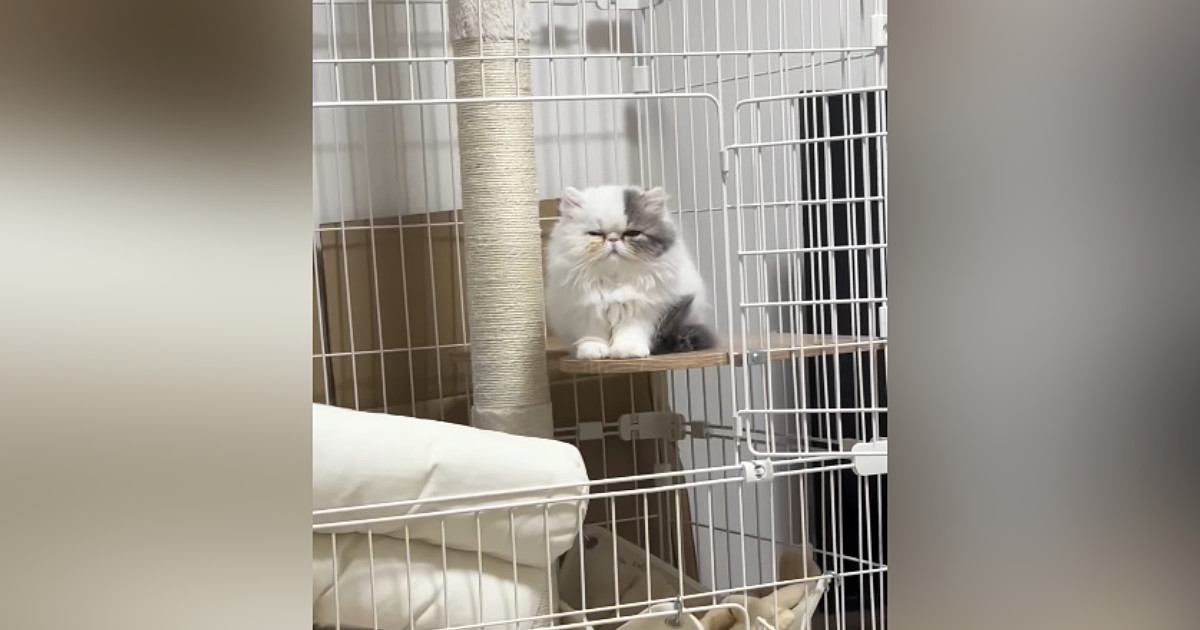 ケージの中で『ちょこんと座る猫』→眠かったようで…あまりにも可愛らしい様子に癒される人が続出「ぬいぐるみみたいｗ」「ふわふわだねｗ」