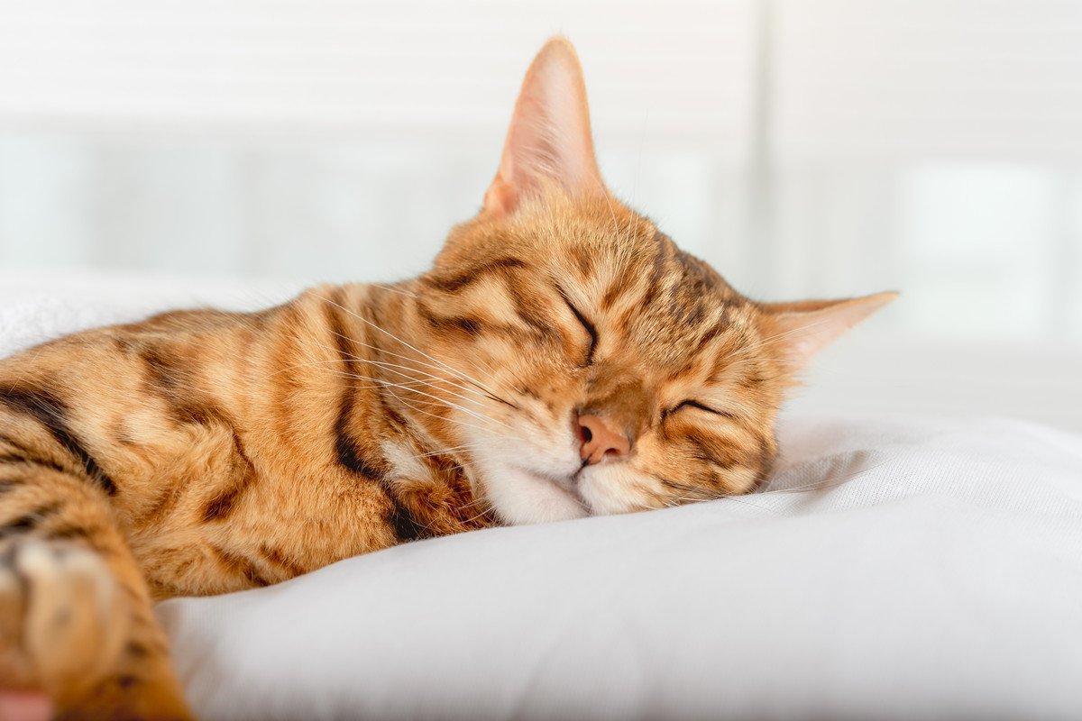 猫が『雨の日になるとよく寝る』とされる理由3つ　受けている影響から接し方のポイントまで
