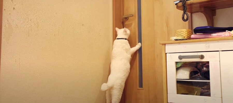 頑張れ！猫ちゃんが扉を攻略する瞬間