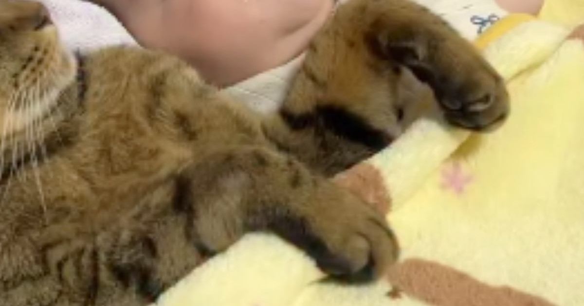 赤ちゃんを見守っていた猫→そのまま寝てしまい…あまりにも尊い『幸せ溢れる光景』が79万再生「頼もしいお兄さんいるｗ」「童話の世界」