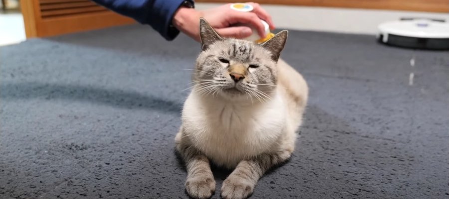 おうちにお客さんがやってきた！再会の記念にブラッシングをしてもらう猫ちゃんが可愛い