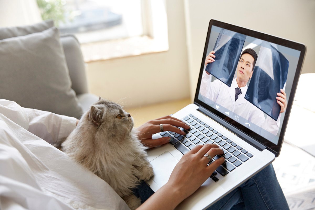 猫にも飼い主にもメリット大！慢性疾患に悩む愛猫にビデオ通話で「遠隔医療」実験　米国・カナダ