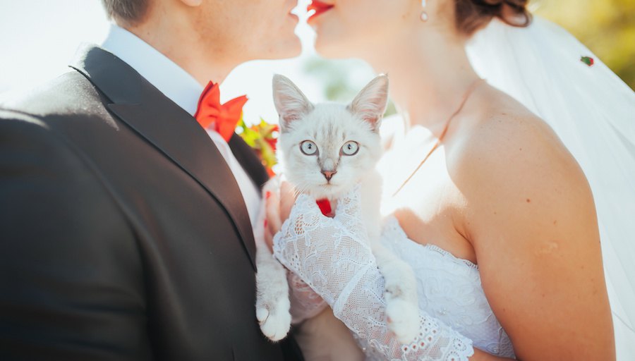 猫好きさんの結婚式！愛猫がウェディングに参加するためのアイデア＆アイテム