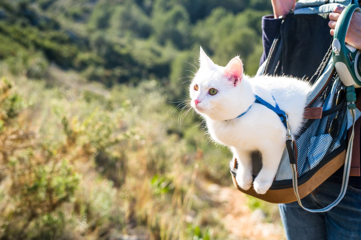 難病の女性と障がいのある猫が、チャリティのため「1ヵ月に及ぶ長距離ウォーク」にチャレンジ！英国