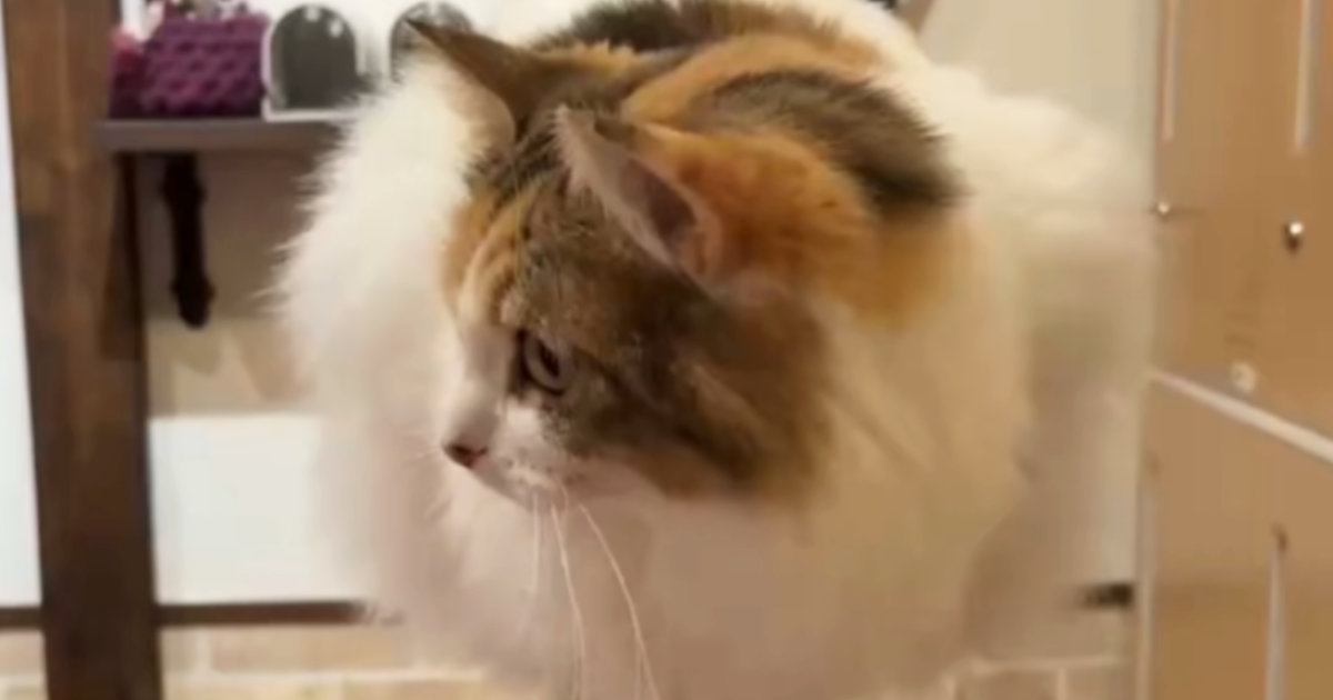 『バランス感覚良すぎ』→三毛猫が乗っていた場所とは……想像を超えてくる『驚きの光景』に「体操選手になれる」「人間の腕に乗れそうｗ」の声