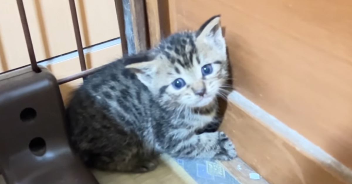 『天井から落ちてきた子猫』を助けて…仲良くなっていった結果→あまりにも素敵な『結末』に「まるで絵本のような話」「感動した」と14万再生