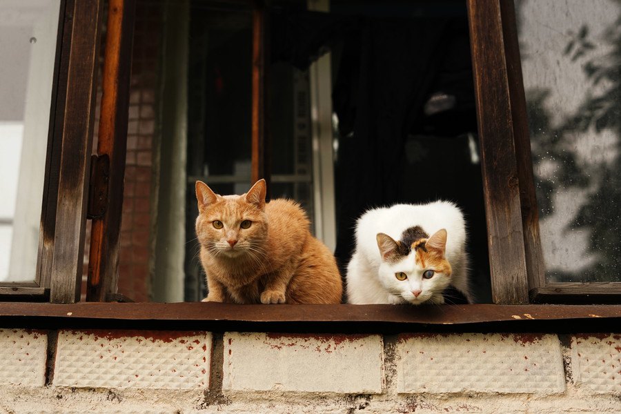 猫が脱走する危険も！お部屋の『換気』で注意すべきこと3つ