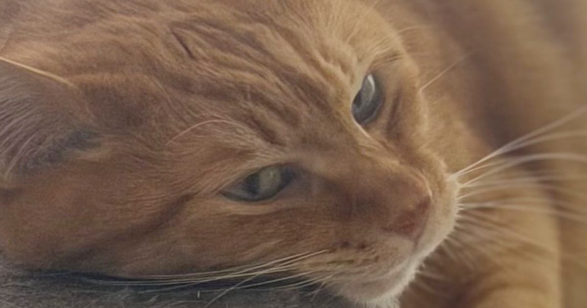 キャットタワーにもたれかかっていた猫…まるで『酔っ払い』のような光景に1万4000いいね「かわいいｗ」「二日酔いになっちゃう」