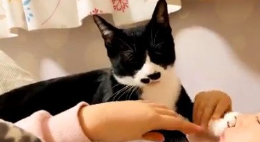 セルフ猫吸い？どうしても『肉球の匂い』を嗅がせたい猫さんが話題♡