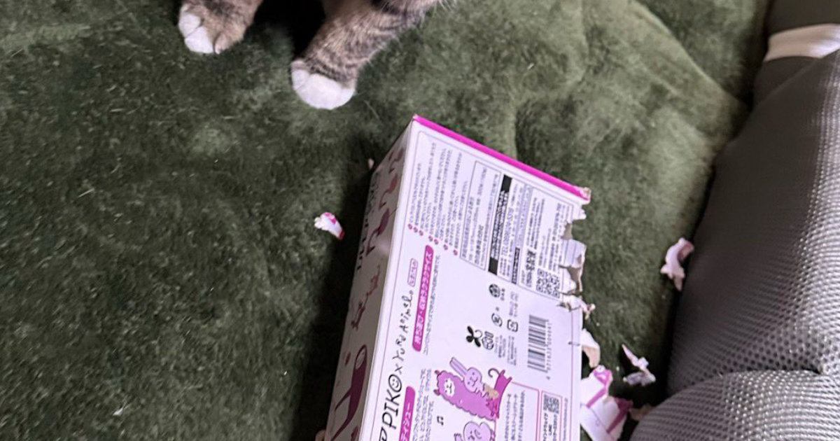 ズタボロになっていたティッシュ箱→現場に『犯ニャン』が戻ってきて…笑ってしまう光景に２万いいね「反省してないｗ」「かわいいｗ」